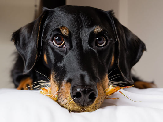 Was tun, wenn mein Hund verletzt wurde?