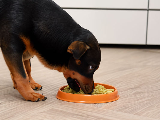 Was tun, wenn mein Hund zu schnell frisst?