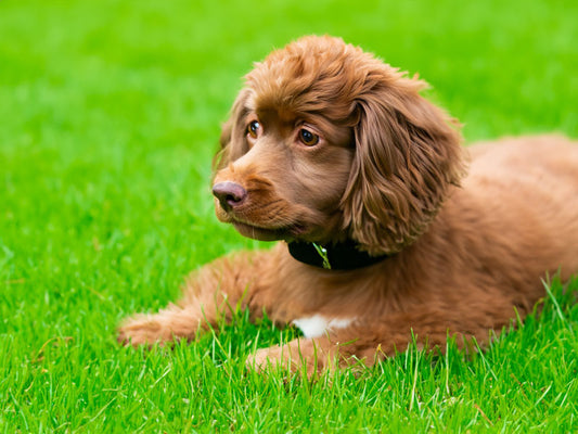 Was tun, wenn mein Hund davongelaufen ist?